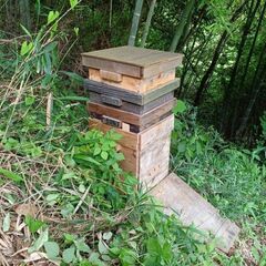 二ホンミツバチ（日本蜜蜂）の分蜂群（重箱式巣箱） 二ホンミツバチ（日本蜜蜂）の分蜂群（重箱式巣箱）