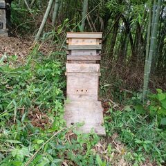 二ホンミツバチ（日本蜜蜂）の分蜂群（重箱式巣箱）