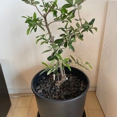 【決まりました】観葉植物 オリーブ