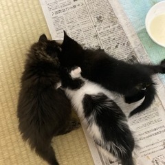 お話中！まだ赤ちゃんの子猫3匹