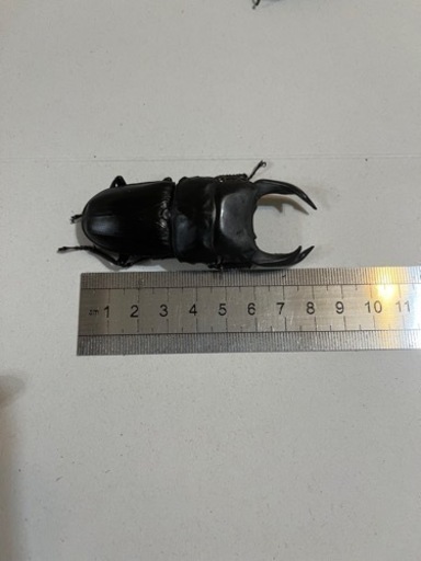 国産オオクワガタ 能勢YG血統トリオ♂82mm