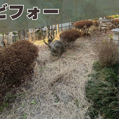 草刈り＆草むしりならお任せ！地元応援職人が頑張ります！の画像