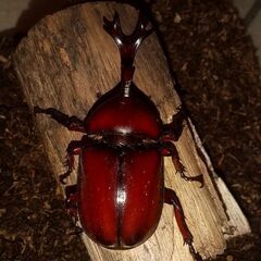 カブトムシ幼虫・卵