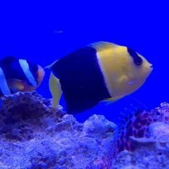 ☆本日限定 海水魚•*¨*•.¸¸☆