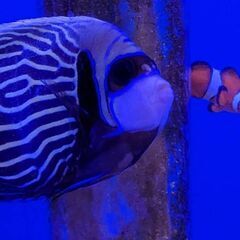 ☆本日限定 海水魚•*¨*•.¸¸☆