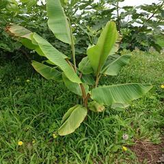ピンクバナナの苗木