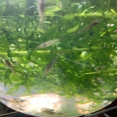 ミナミヌマエビ🦐水草アナカリス🌿レッドラムズ