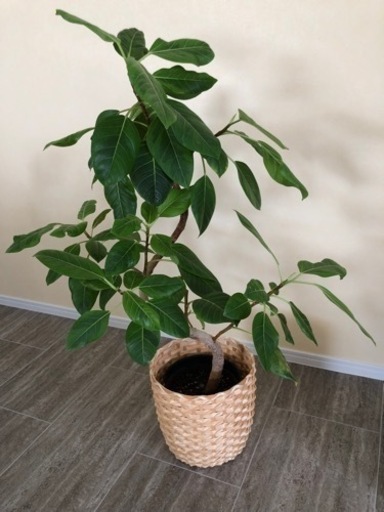観葉植物　ドラセナとフィカスアルテシーマ