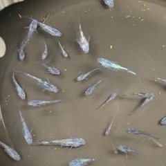 【取引成立】白斑サファイア　稚魚10匹