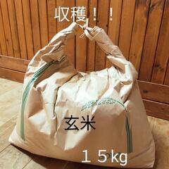 【玄米】令和３年度収穫コシヒカリ！！１５kg
