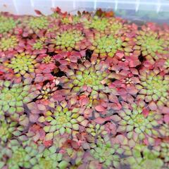 ウォーターダイヤ （50株以上）（値下げしました） ウォーターダイヤ （50株以上）（値下げしました）