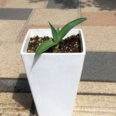 観葉植物　アガベベネズエラ　角鉢子株