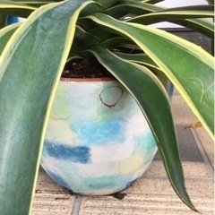 観葉植物　アガベベネズエラ　リメイクテラコッタ70cm