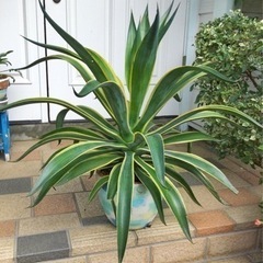 観葉植物　アガベベネズエラ　リメイクテラコッタ70cm