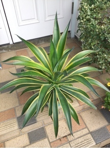観葉植物 アガベベネズエラ リメイクテラコッタ70cm