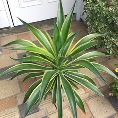 観葉植物　アガベベネズエラ　リメイクテラコッタ70cm
