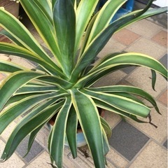 観葉植物　アガベベネズエラ　リメイクテラコッタ70cm