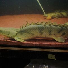 ステゴ エンドリケリー 25cm±