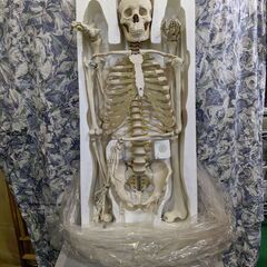 組み立て式　全身骨格人体模型　ヒューマンスカル骨格標本　美品
