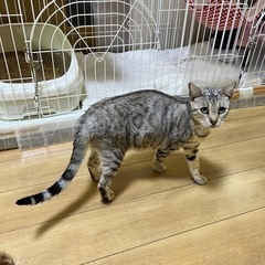 引退ママ猫・シルバーベンガルの新しいおうちを募集します。 − 福岡県