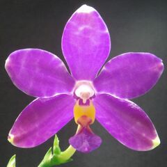 Phalaenopsis pulchra （胡蝶蘭原種）
