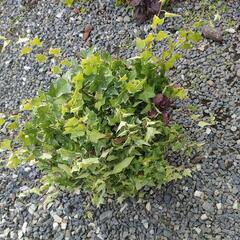 至急求む❢アイビー　抜き苗　植物　ガーデニング