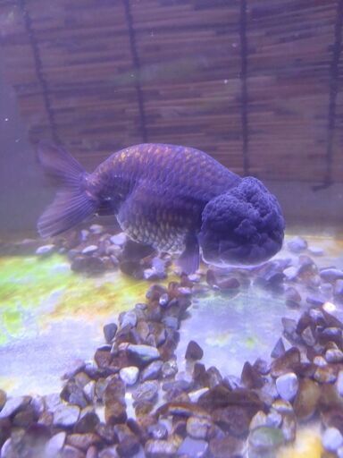 金魚　らんちゅう　江戸錦　青秋錦　3匹