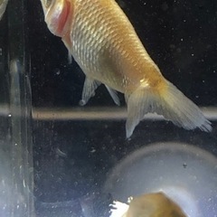 銀魚　幼魚