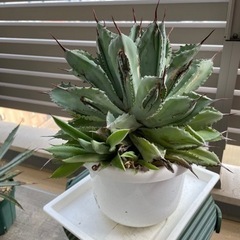 【あんしん決済】アガベ　キュービック①