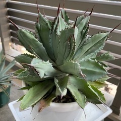 【あんしん決済】アガベ　キュービック①