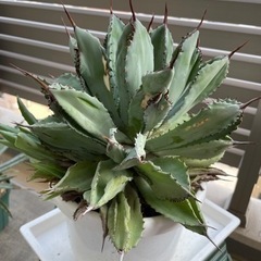 【あんしん決済】アガベ　キュービック①