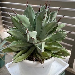 【あんしん決済】アガベ　キュービック①