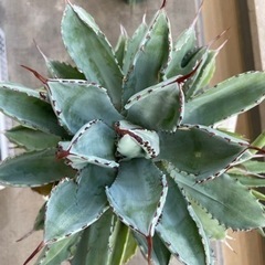 【あんしん決済】アガベ　キュービック①