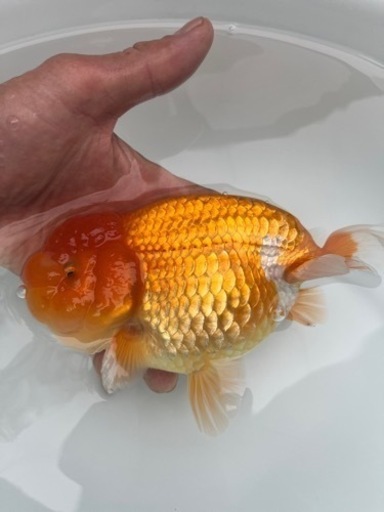協会系 らんちゅう 雌三歳魚