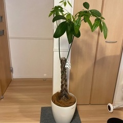 観葉植物　パキラ