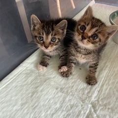 0才1ヶ月　猫ちゃんたちの里親さんを探しています