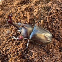 カブトムシワンペアで500円！