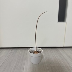 アボカド観葉植物