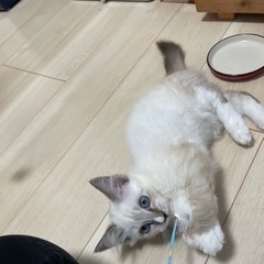 元気いっぱい甘えん坊子猫