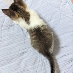 生後約2ヶ月ぐらいのキジシロちゃん - 猫