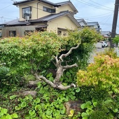 【確定】🌱日本庭園　樹木②