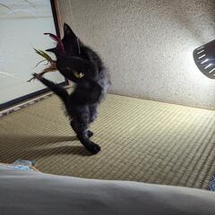 黒猫オス　生後2ヶ月　募集終了 − 三重県