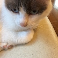 シャム猫とのミックスです。白で目の周りと尻尾が焦茶目はブルーです