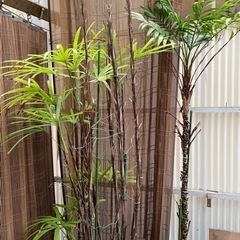セフリジヤシ② ♻️リユース観葉植物
