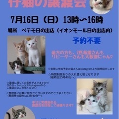 ♡仔猫の譲渡会♡