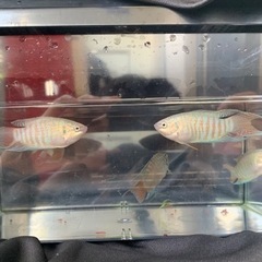 ②アルビノ❌琉球闘魚　ハイブリッドパラダイスフィッシュ