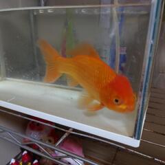【ネット決済】金魚