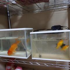 【ネット決済】金魚2つ水槽と金魚５匹