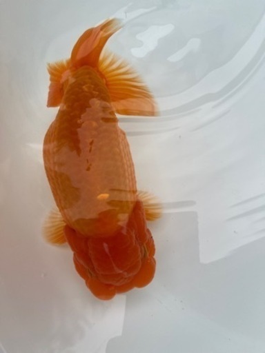 協会系　らんちゅう　雄三歳魚