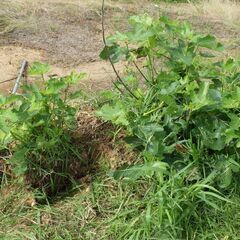 無花果とブルーベリーの木。